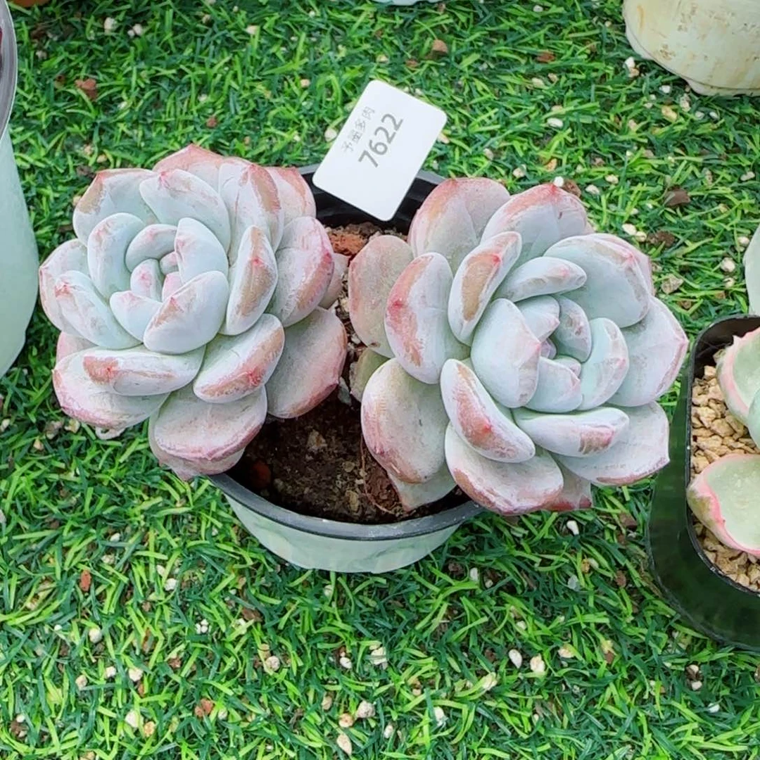 长杆星影，7622多肉植物