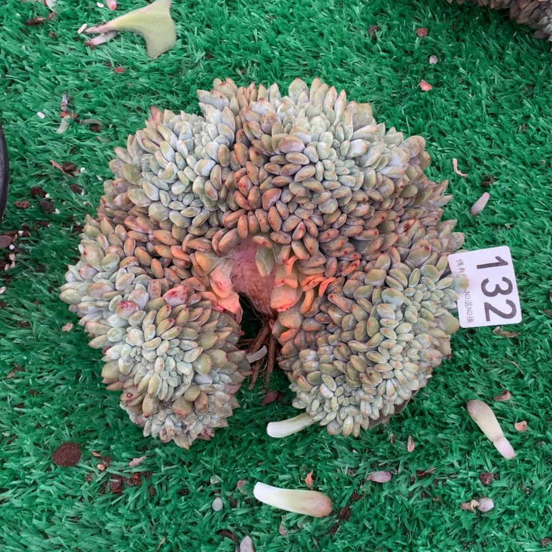 132橙子缀多肉植物