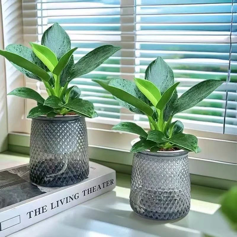 【买一送一】金钻绿公主盆栽室内水培绿植净化空气好养四季常青