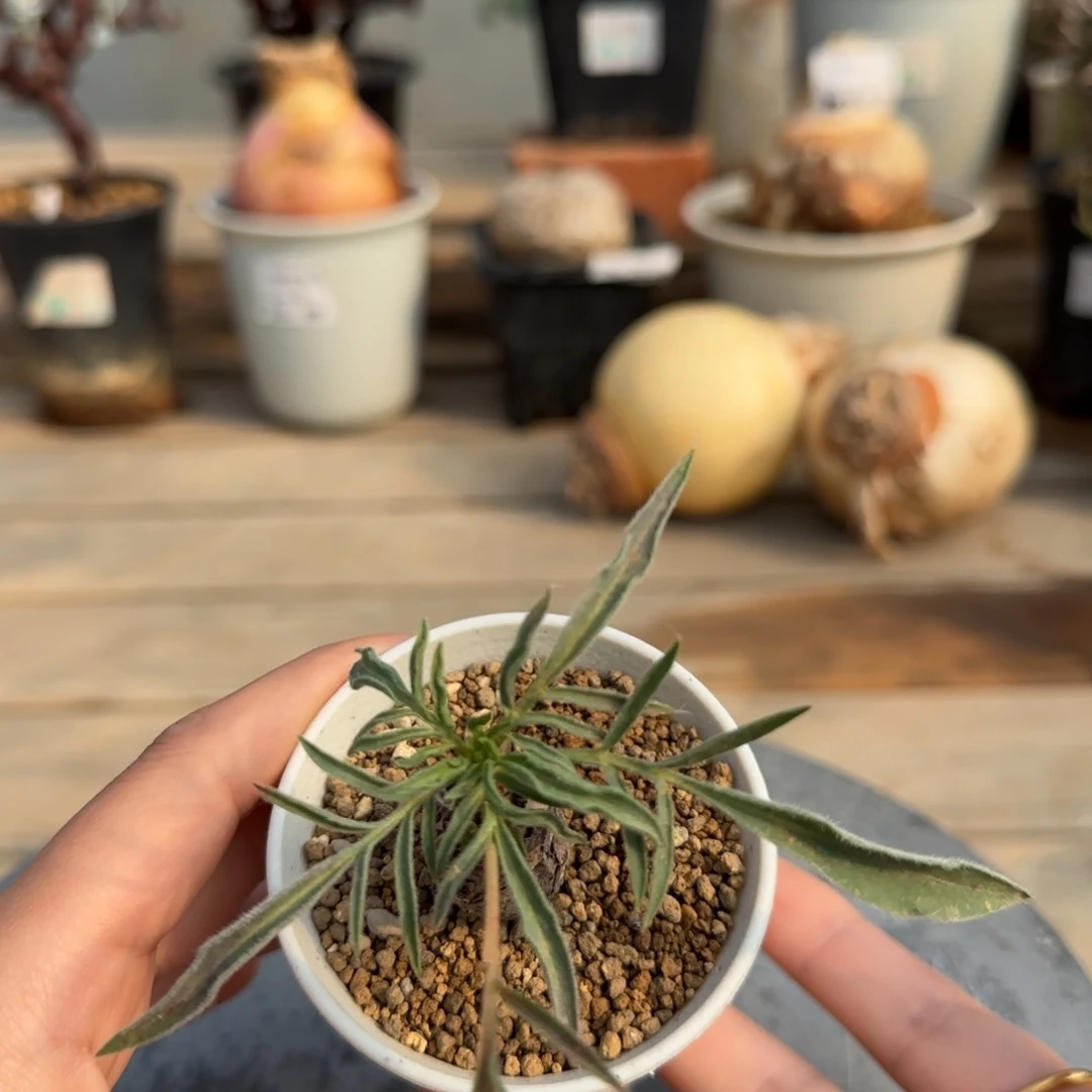 255不知名植物不带盆