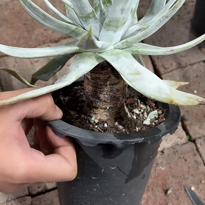 雪山仙女杯福利老粗桩