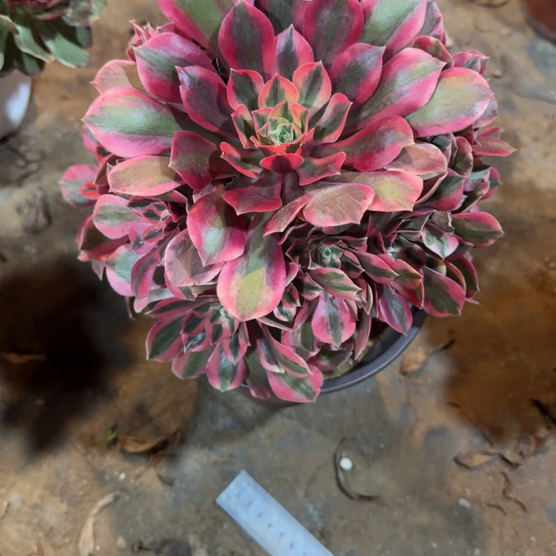 媛***圆粉女妖一物一拍425