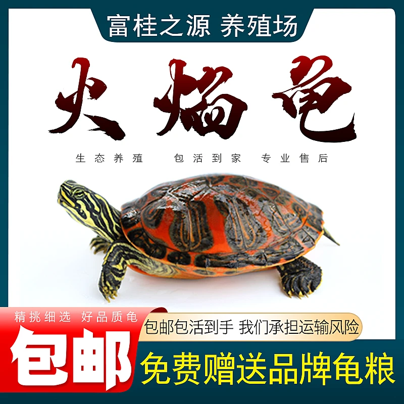 火焰龟进口红黄腹龟宠物观赏深水乌龟苗圆澳火焰龟乌龟东锦吃鱼粪