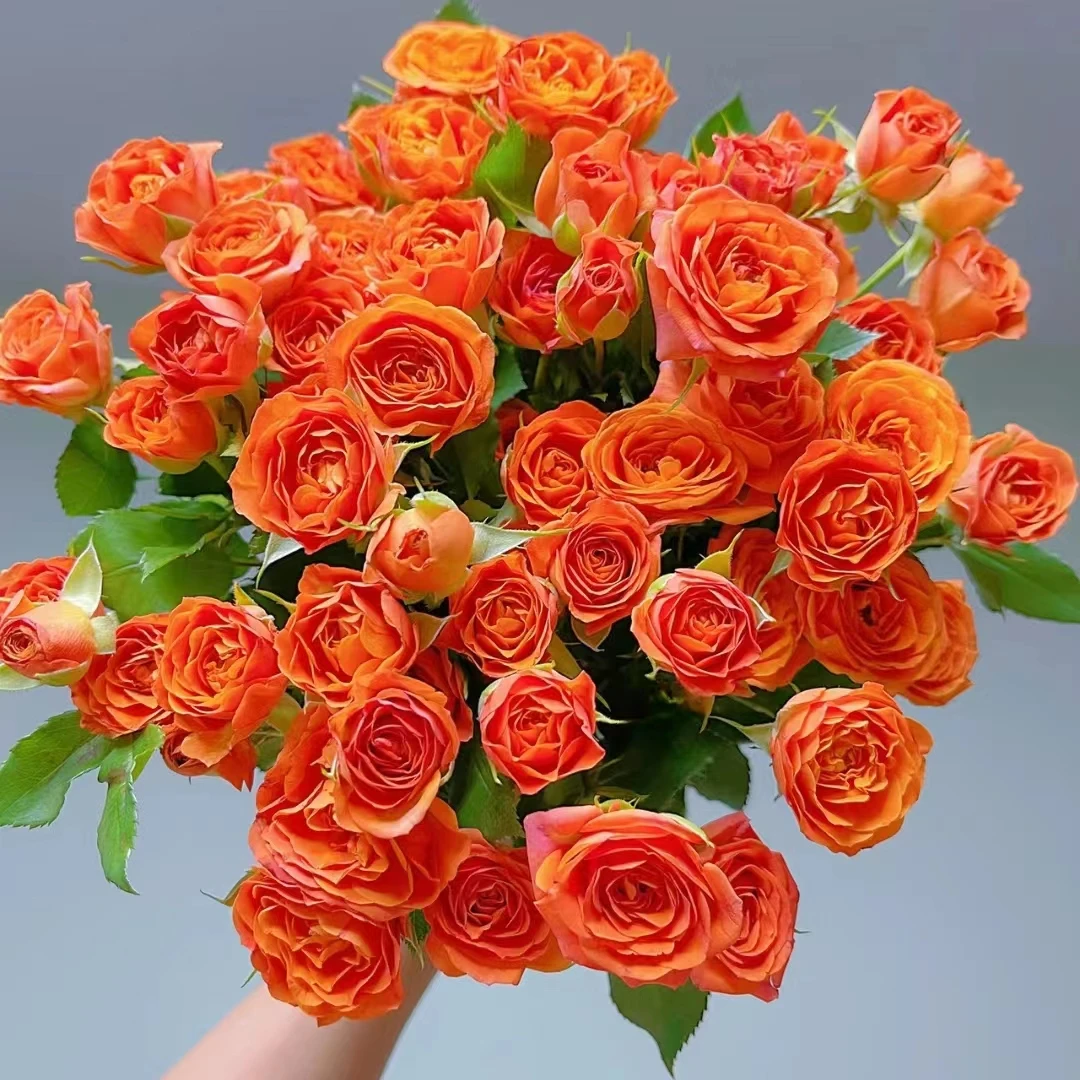 【如熙臻选】A级橙色芭比鲜花——云南基地直发