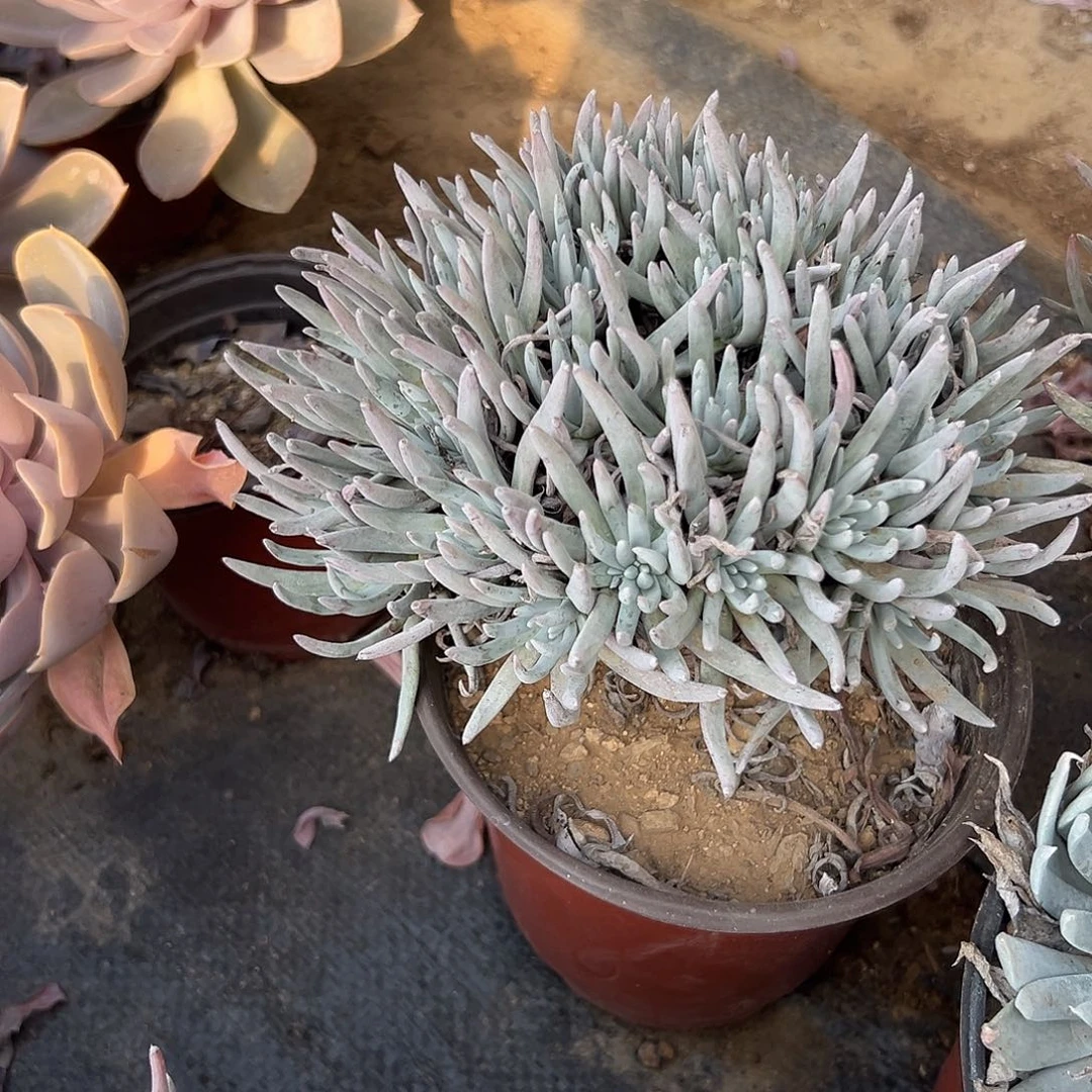 多肉植物爱杜丽丝