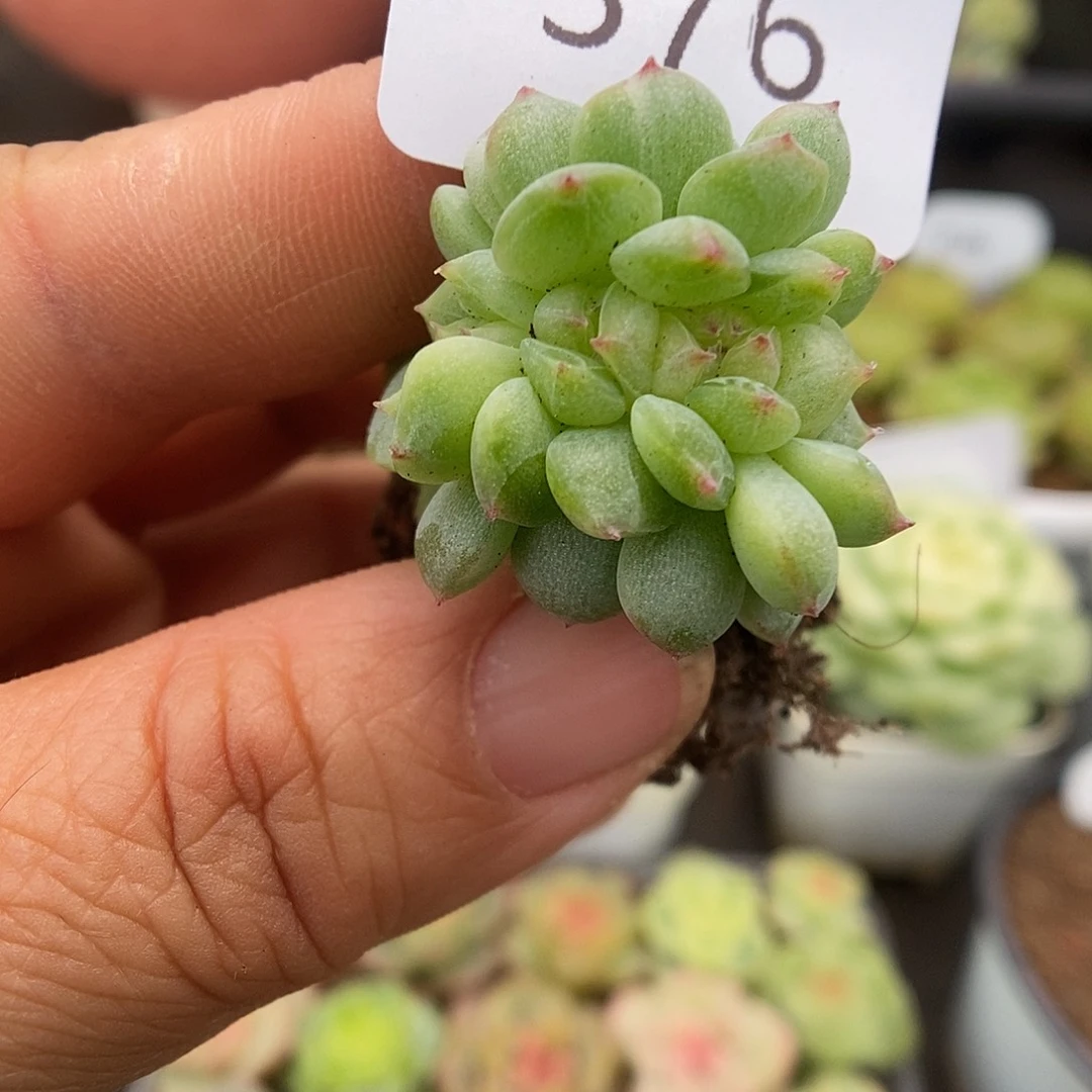 一物一拍一物一拍926-376