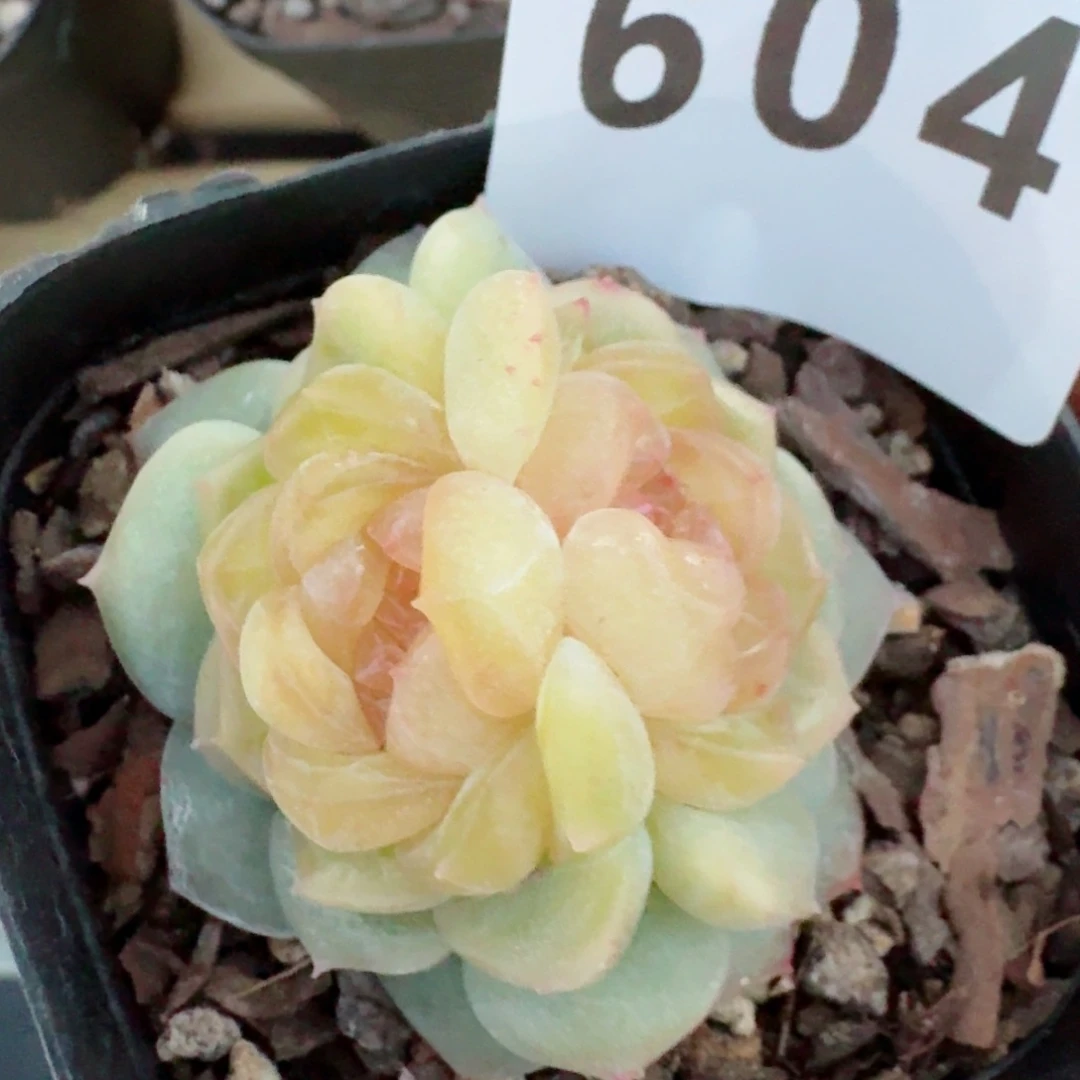 黄桃双心         精品多肉