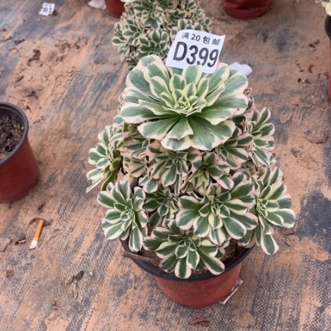 399迈巴赫不包断枝