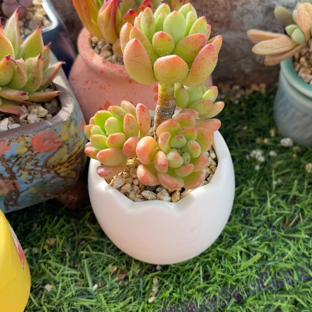 多肉植物一物一拍