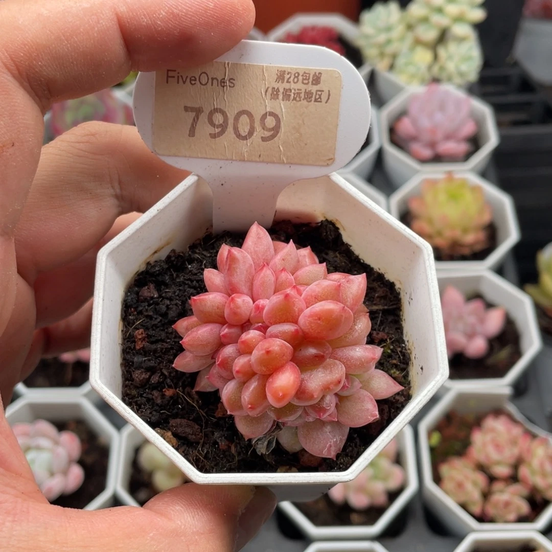 林依晨缀7909-5厘米