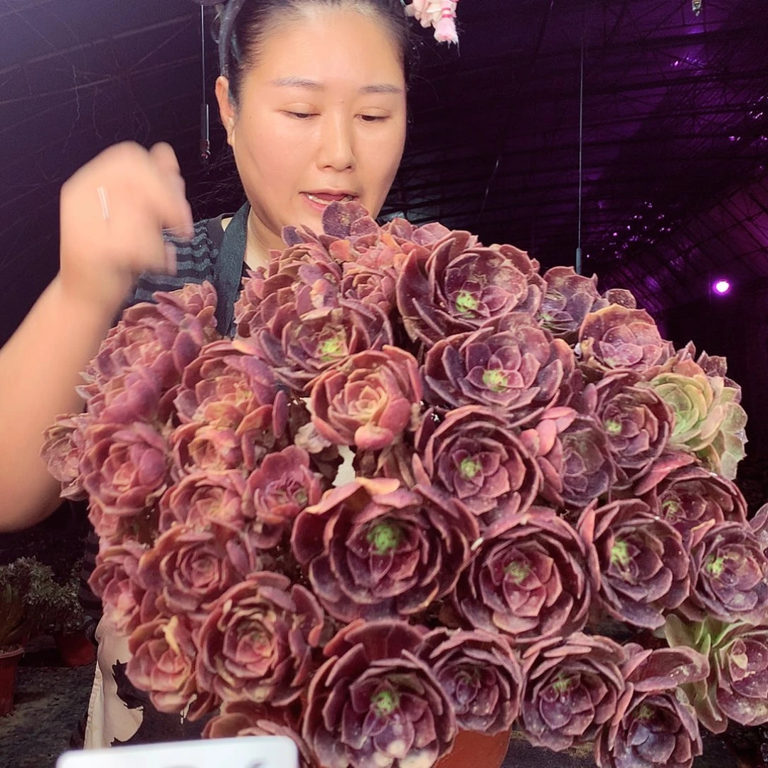 柒柒精品多肉脱土发货不包断侧枝826