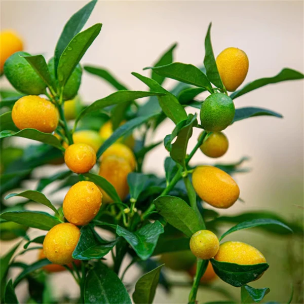 脆皮金桔树苗带果可阳台盆栽庭院地栽橘子树嫁接当年结果