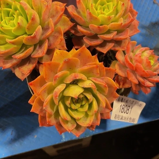 花*贝拉18081多肉