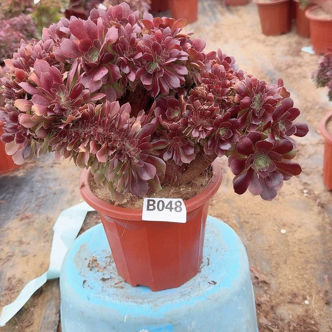 048玫瑰一颗呀呀