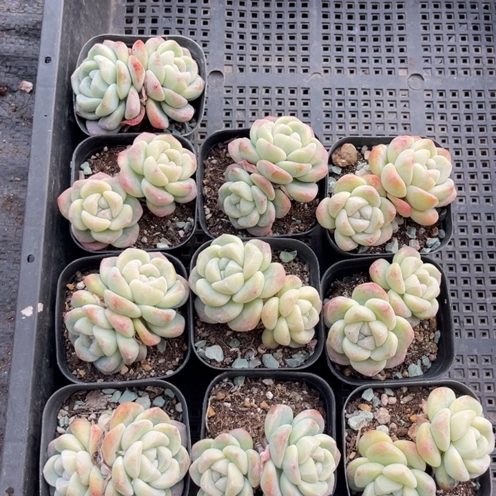 冰玉多肉七方盆一组10个5号