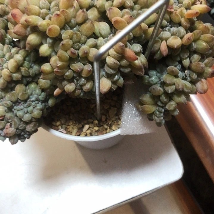 朵朵专拍多肉植物