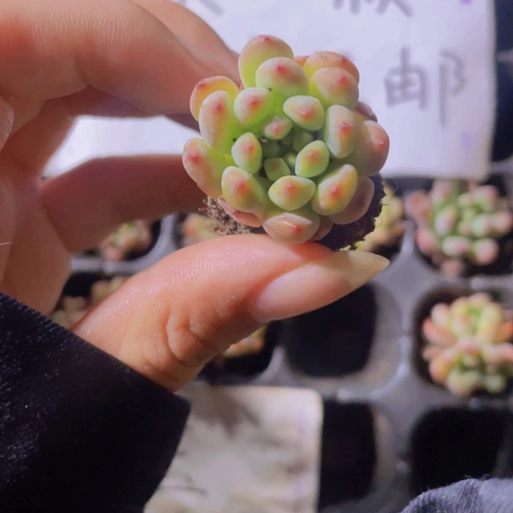 2精品蓝苹果2颗一组