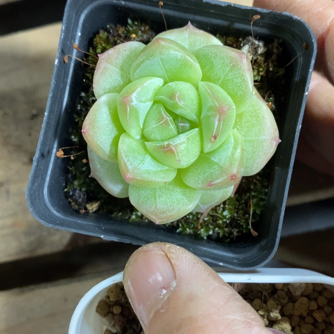 精品多肉一物拍不包整7