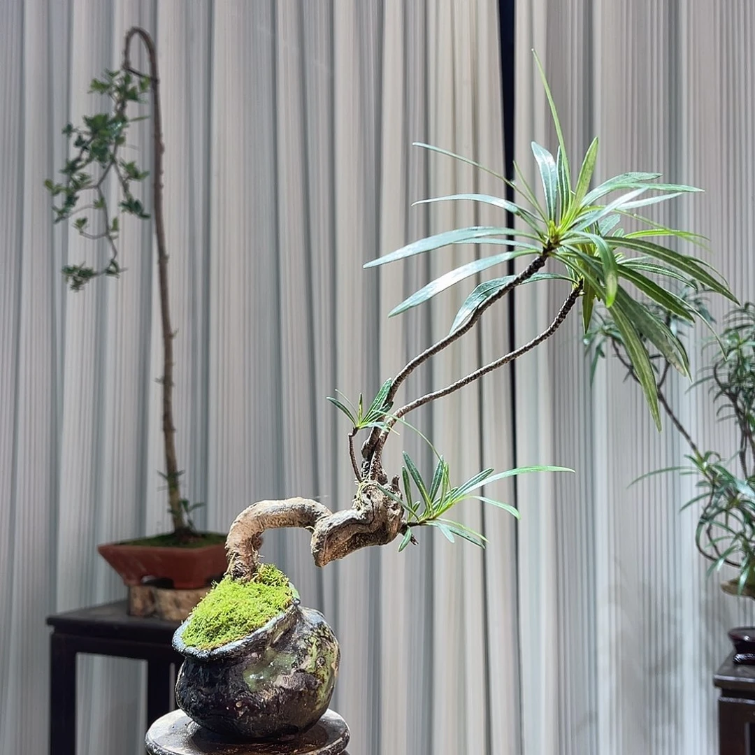 用***0无花朵25457896585888888