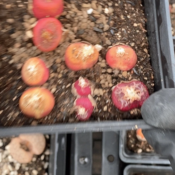 @*啵桃喜花园0211-44毛