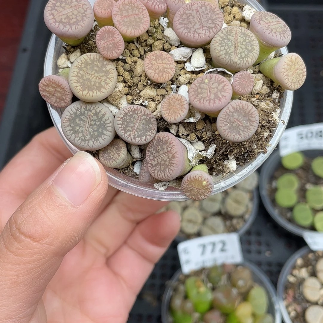 67500000花花花花花花