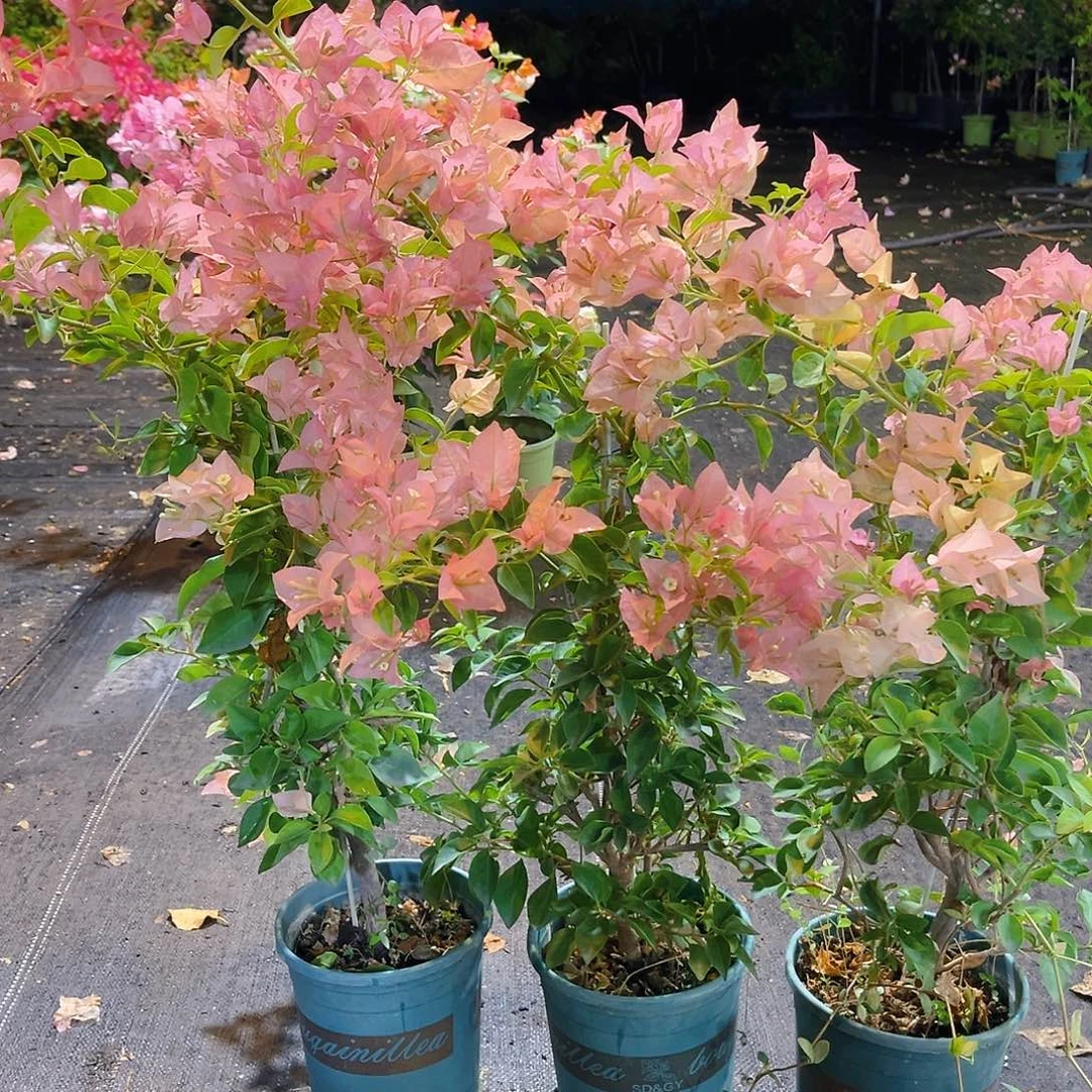 大部分花苞少量开放卡亚塔带竹一颗