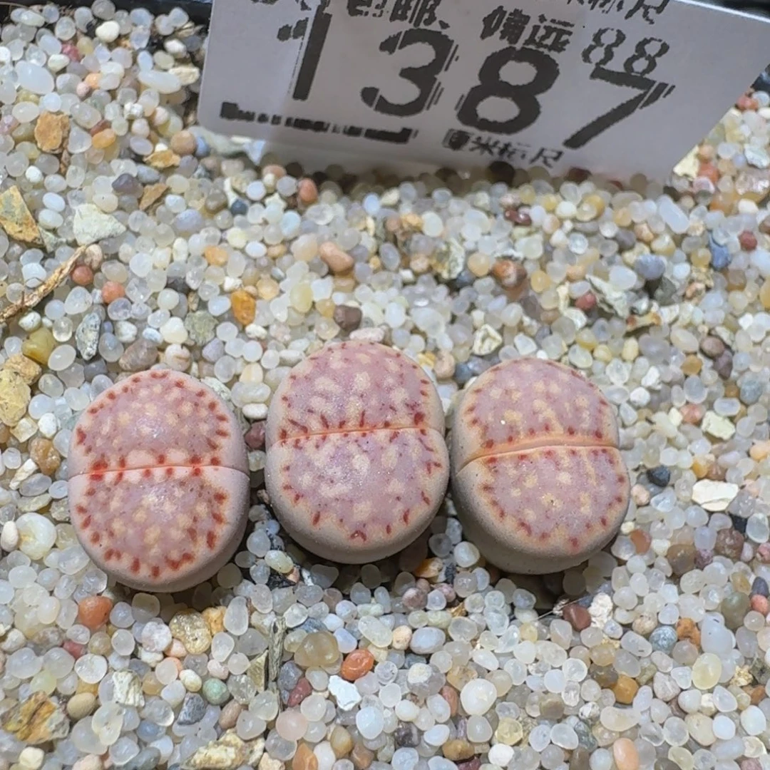 Zzzz精品生石花1387