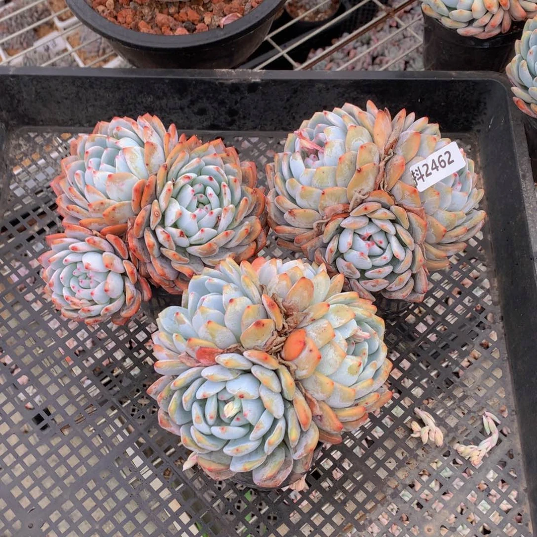 田****子2462多头三个一起玩转吧