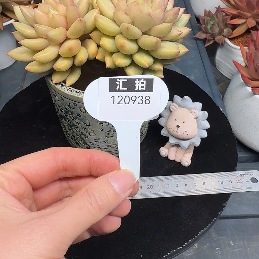 精品多肉植物120938