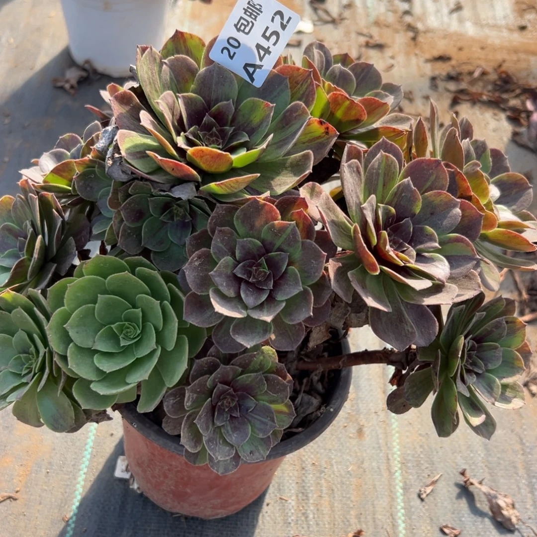 452花月夜，处理，多肉法师