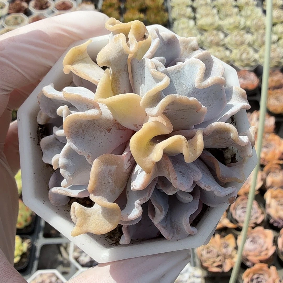 669七公分三头芭蕾舞者满20包邮