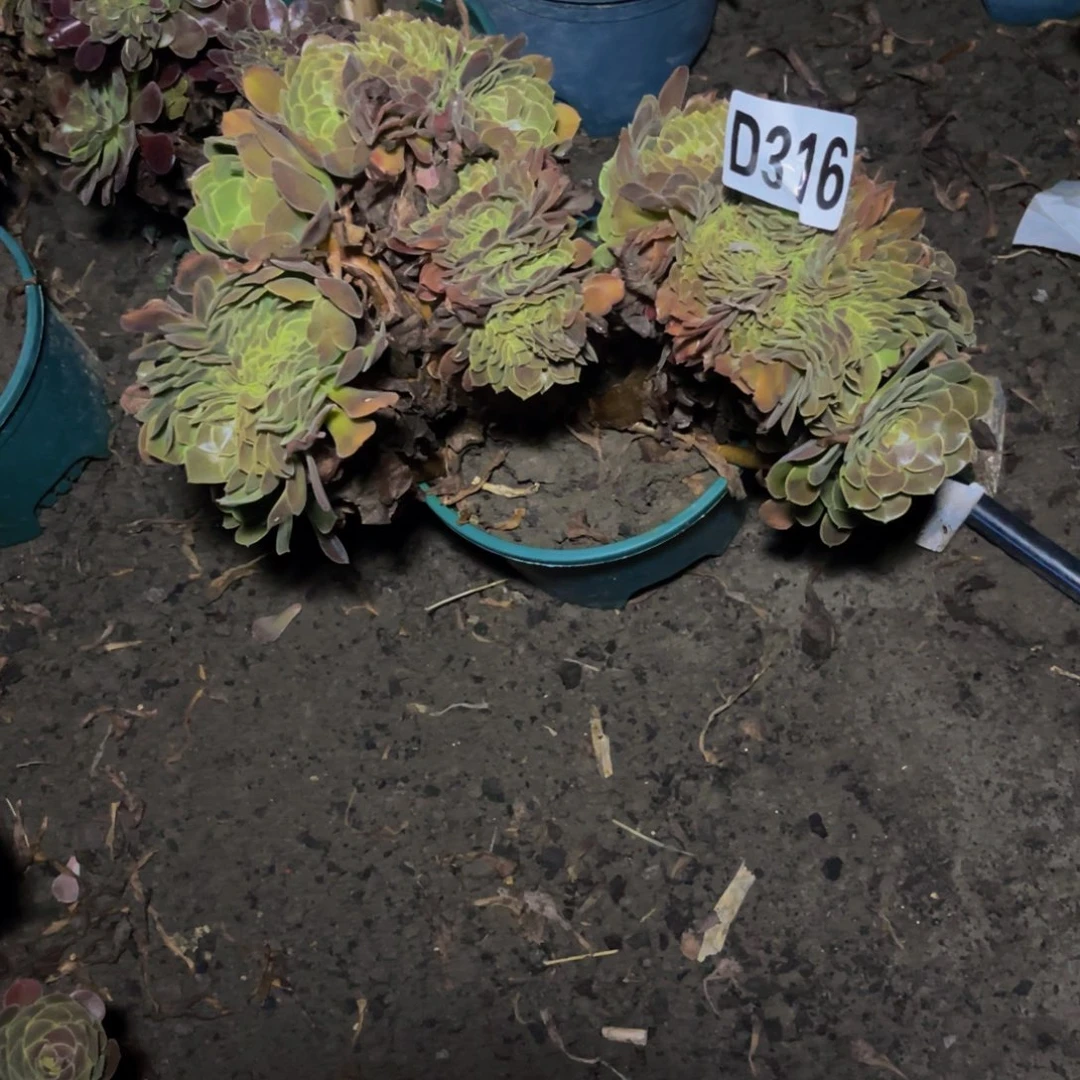 荷兰法师28///48包邮