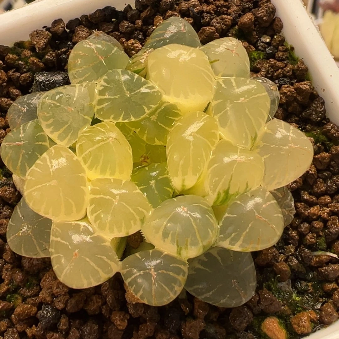 100多肉植物百科植物