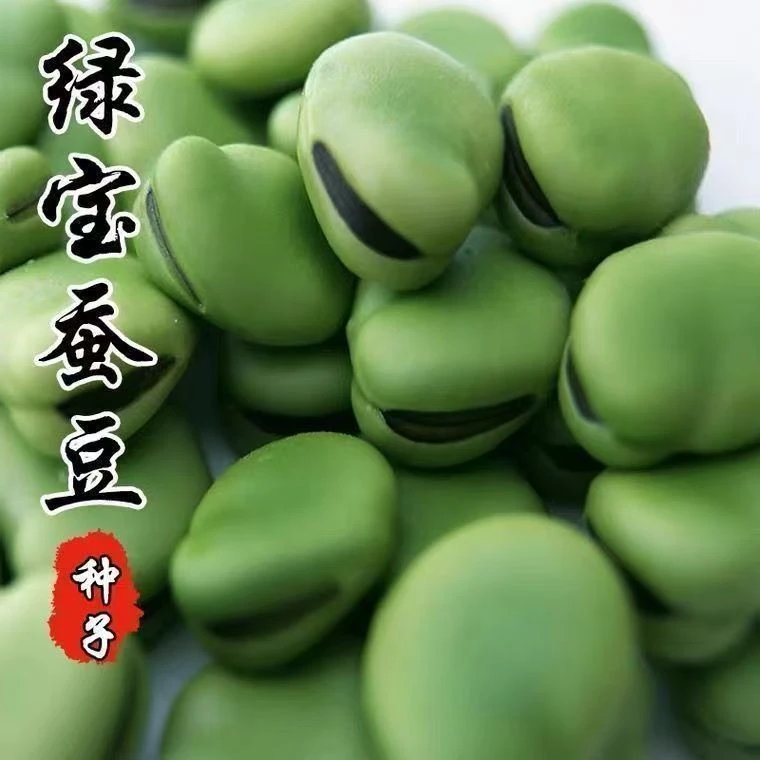 【绿宝蚕豆种子】特大罗汉豆种籽春秋冬季播种耐寒胡豆籽