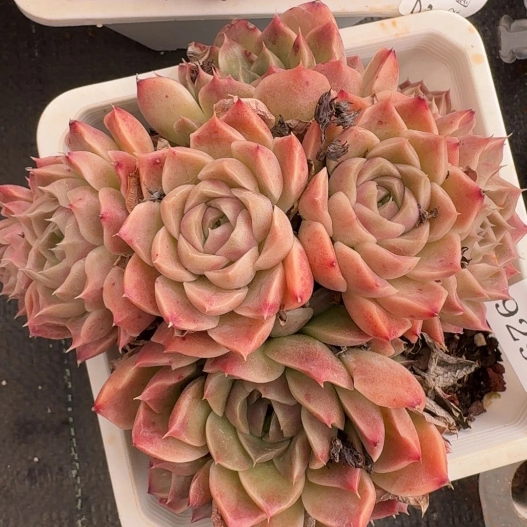 9295新年快乐发发发