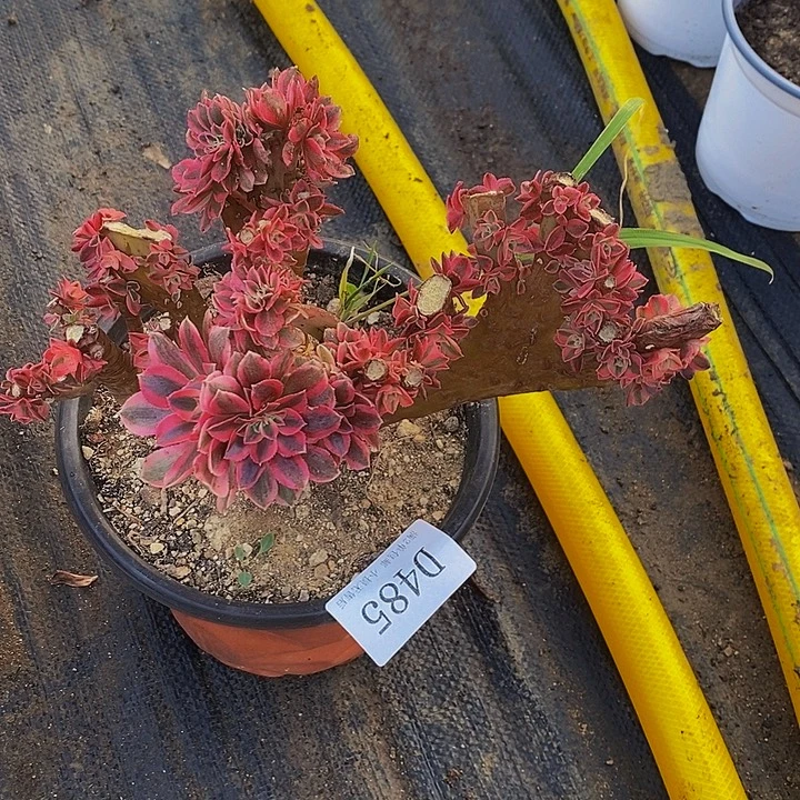 485女巫缀化母本处理无售后