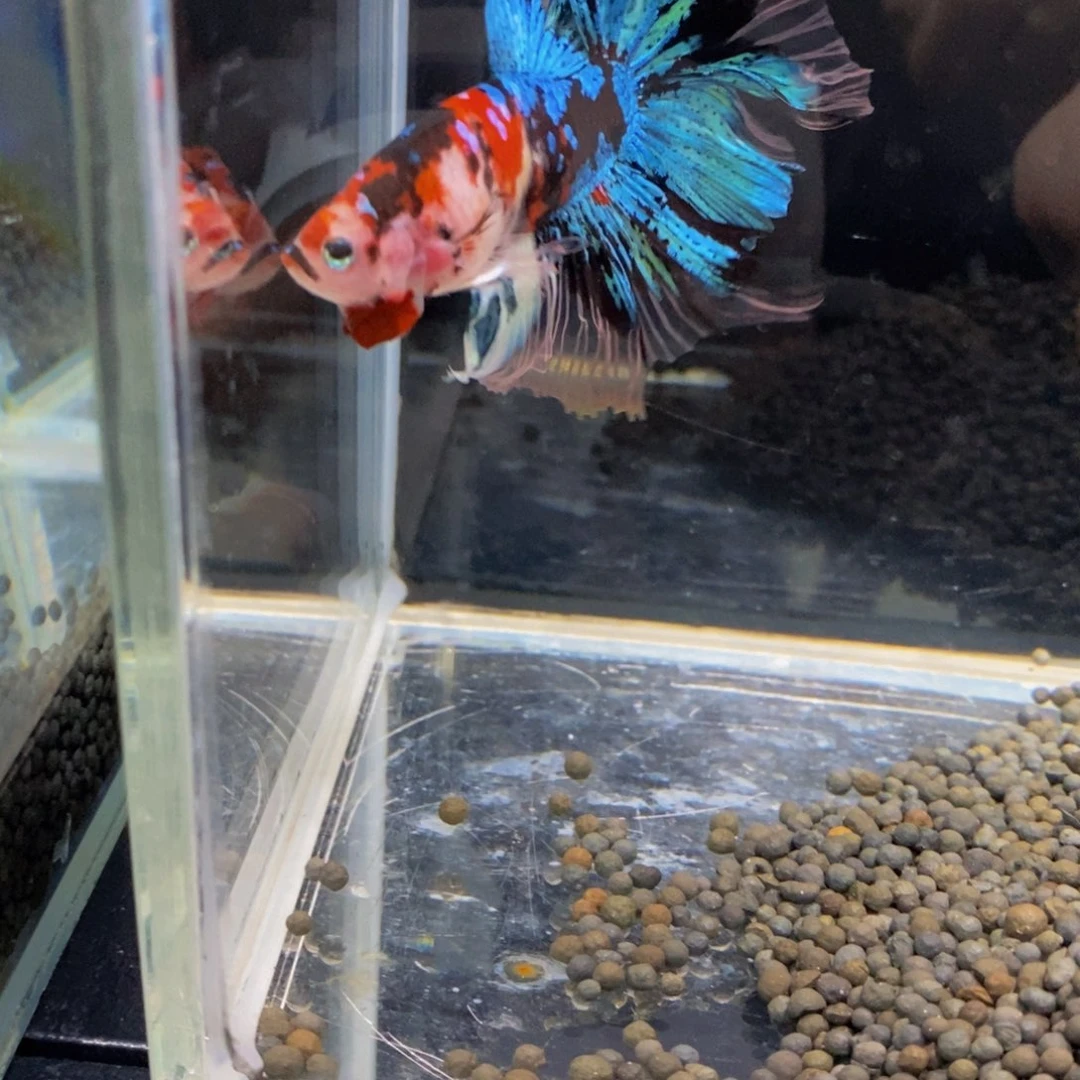 斗鱼410巨斗111111
