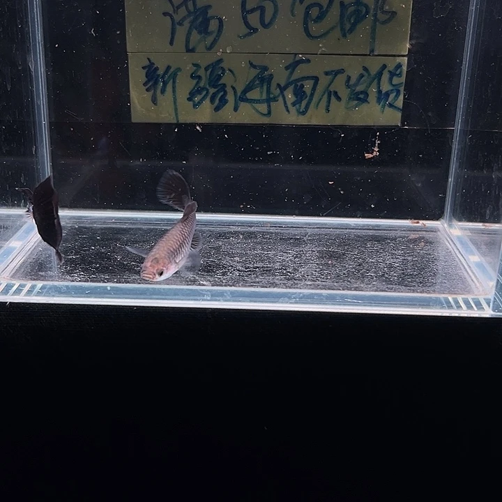 孔雀鱼艾尔银黑尾