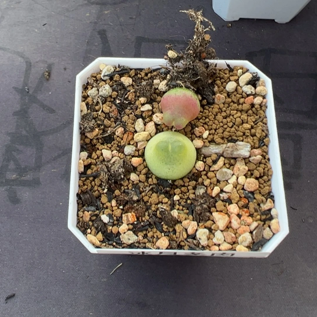 不****540拉登两颗带盆土