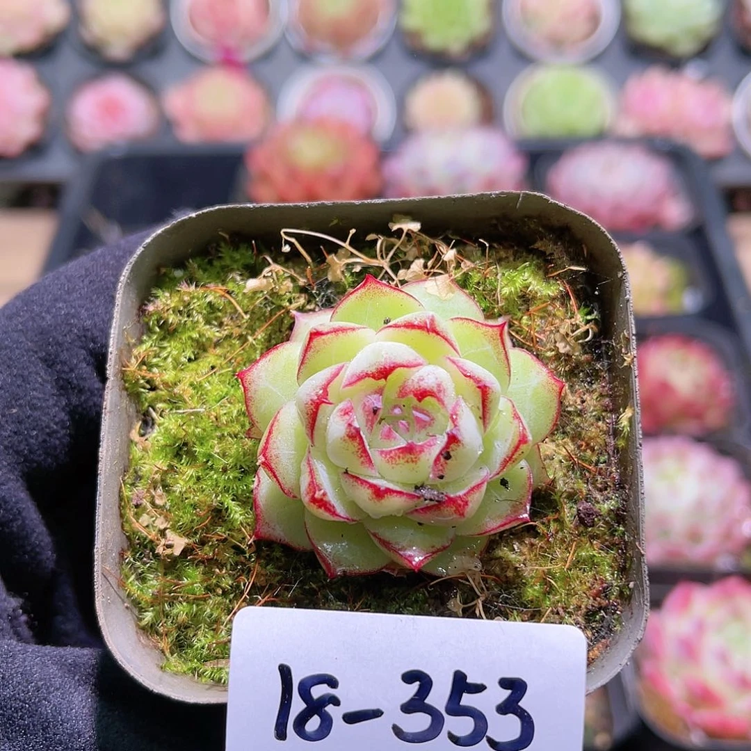 花利美18-353女王