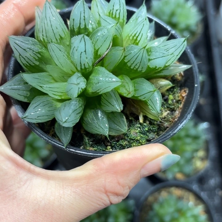 母本多头西亚基多肉植物