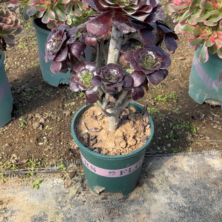 17巫毒多肉植物多肉