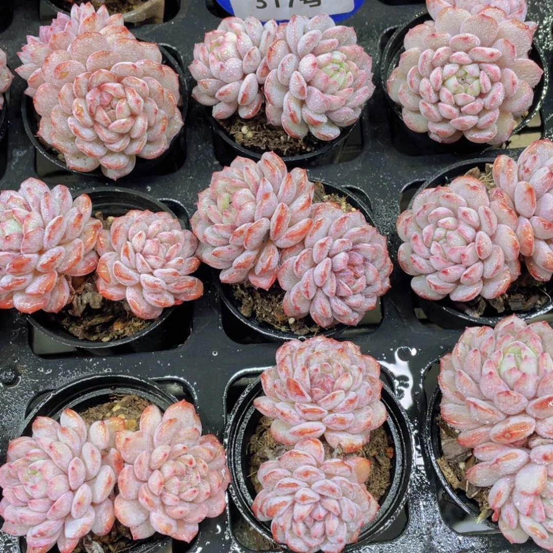 317号 全状态小红雪一个