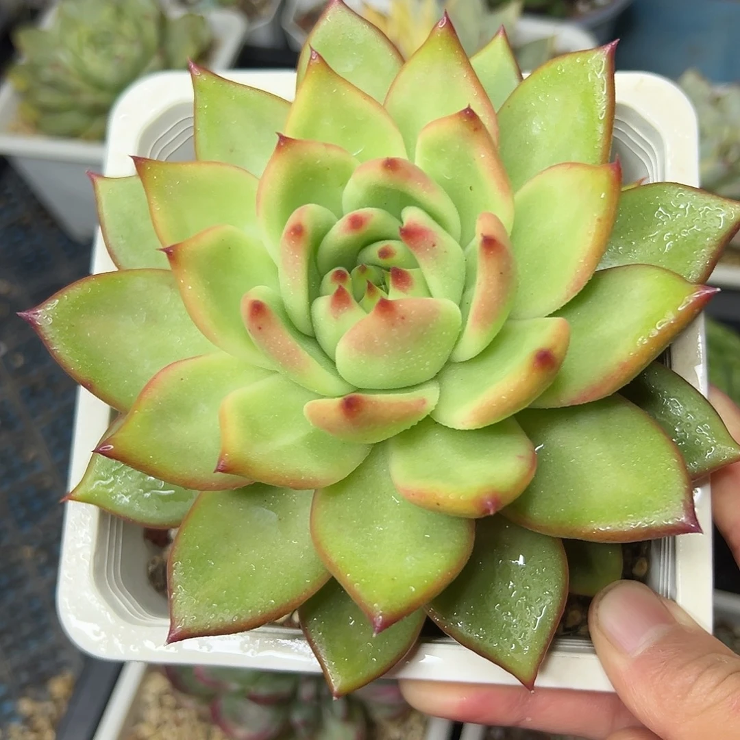 多肉植物一物一拍08