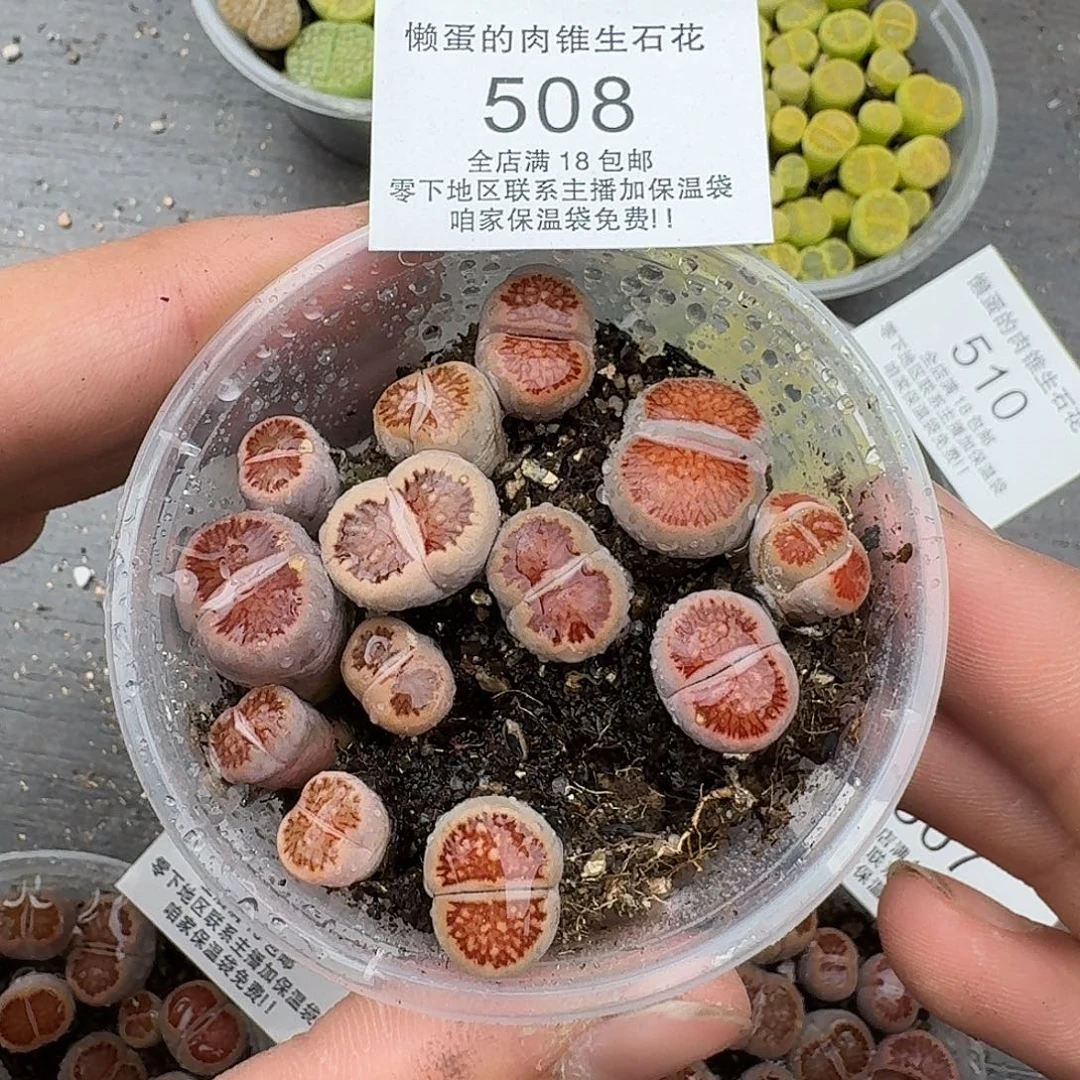 508红窗菊满18包邮