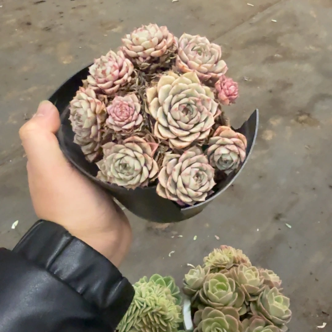 苯巴蒂斯手捧老桩