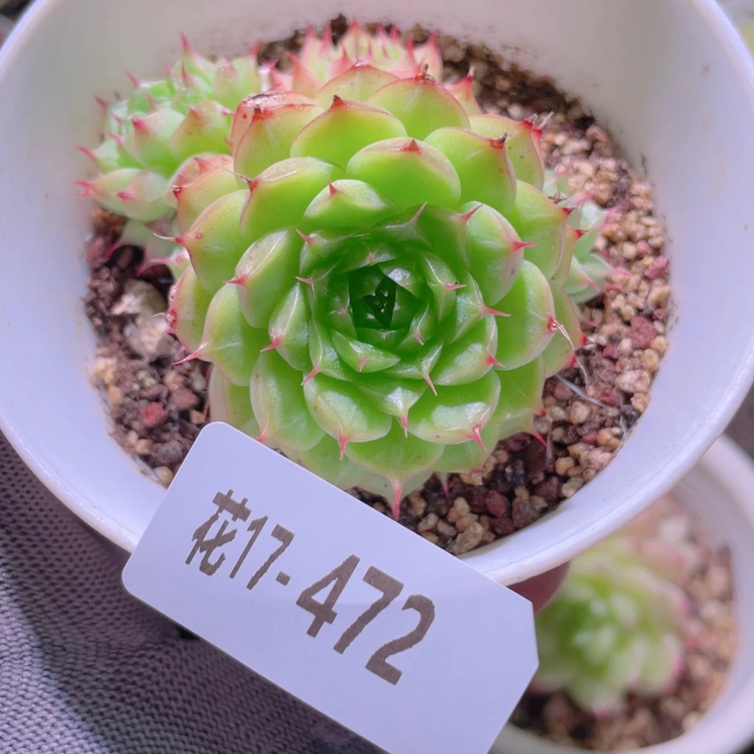 花利美17-472海王