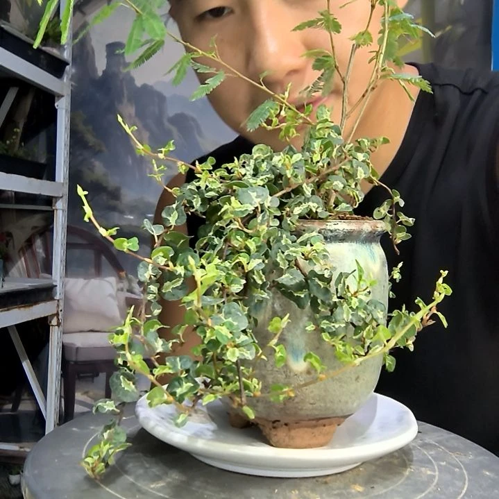 思*邪中青园艺一物一拍291