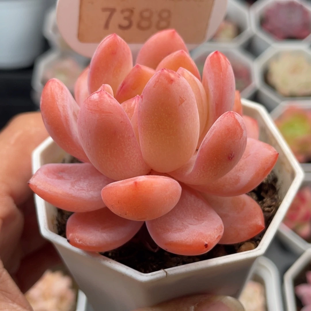 全明星7388-6.0厘米