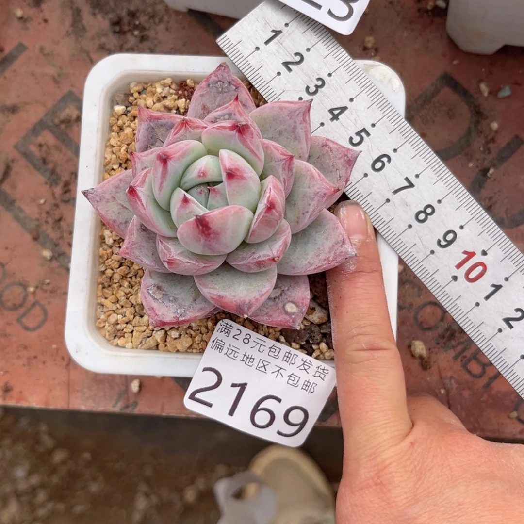 大2169；b c b c b b n